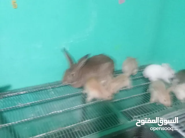 ارانب هجين للبيع