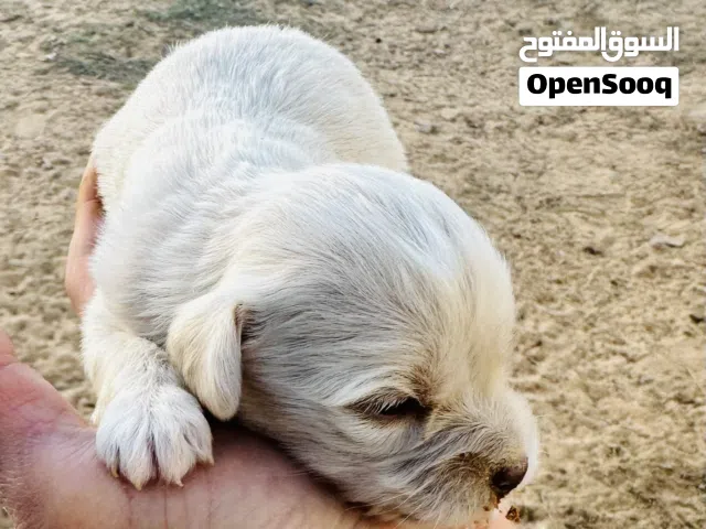 جراوي زينة للبيع و موجودة صورت أمهم حاجة نظيفة وربي يبارك