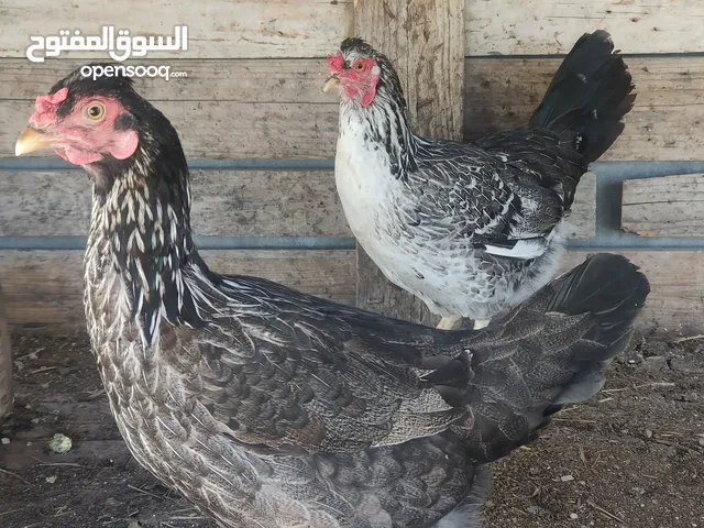 4 دجاجات عرب للبيع شلع