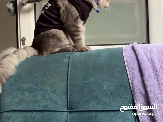 قطو للتبني. صغير