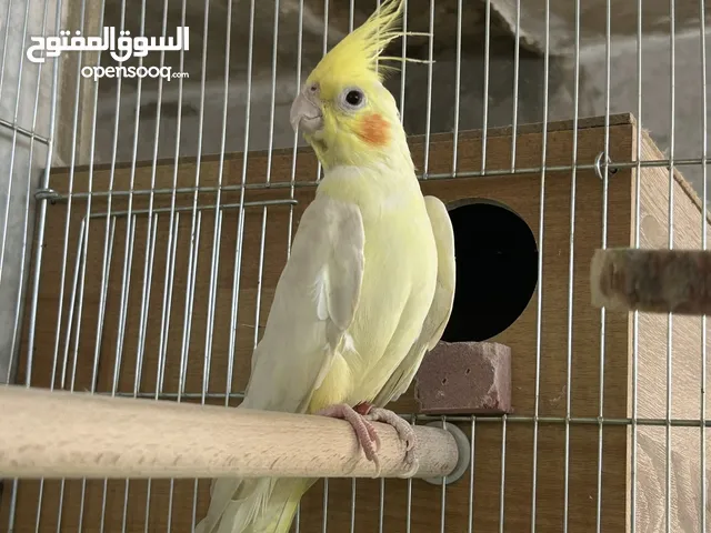 طيرة كوكتيل لاتينو + جوزين فنقز وحبه