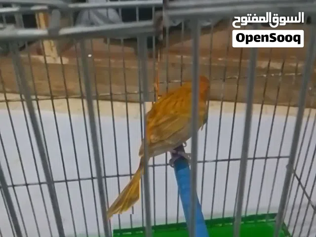 كنار فحل مشمشي