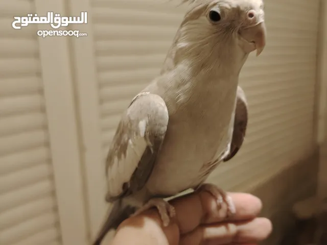 نتايه كوكتيل فرنساوي