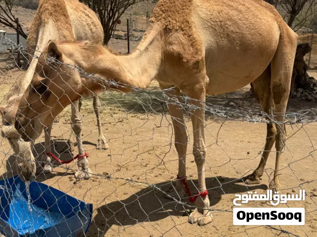 ناقة مدني للبيع