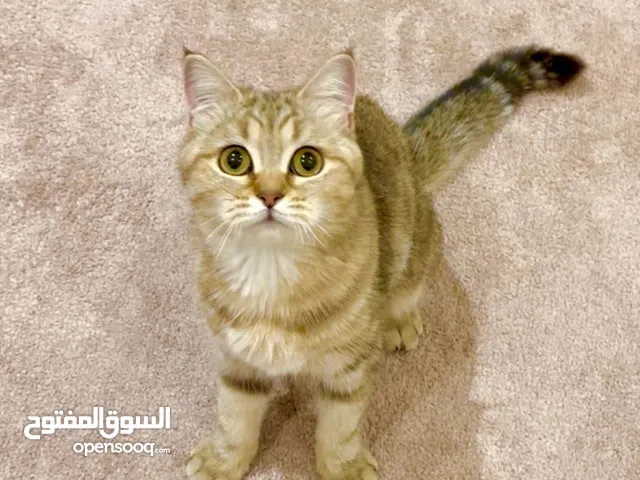 Scottish-British cat 10 months