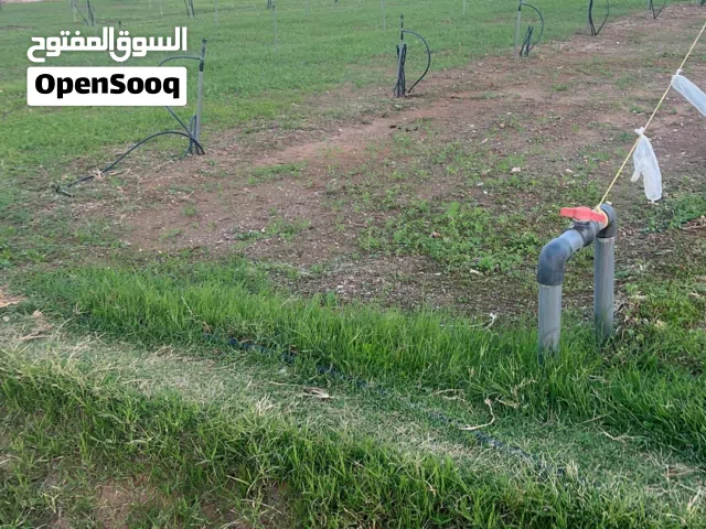 Farm Land for Rent in Buraimi Mahdah