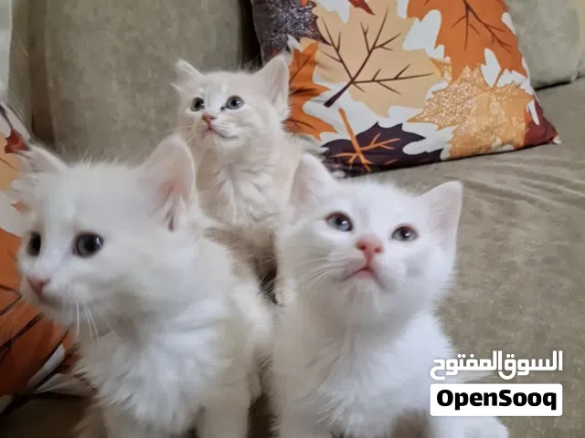 قطط شيرازيه ب250
