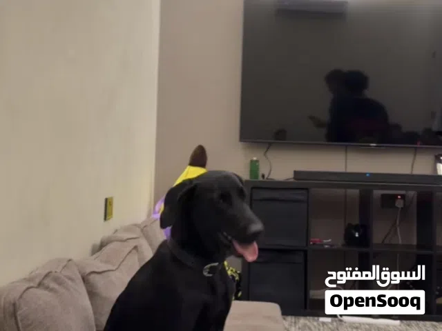 لابرادور ريتفر