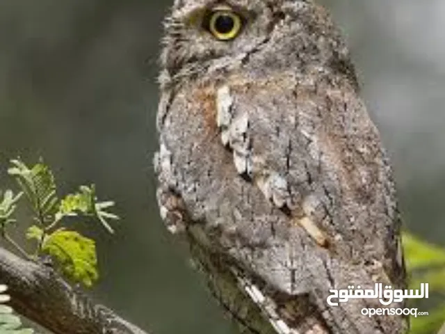 فرخ بوم القزم