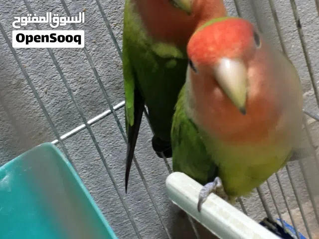 كوبيه بركديلو للبيع بسم الله مشاء الله