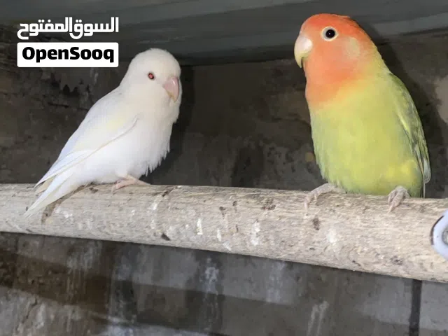 جوز روز شغال وذكر كوكتيل اليف منتج