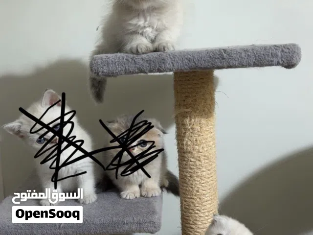 سكوتش بيور كتن ذكر وانثي