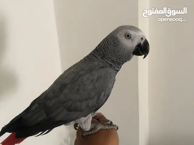 متاح بفصل الله ببغاء كاسكو التفاصيل في الوصف