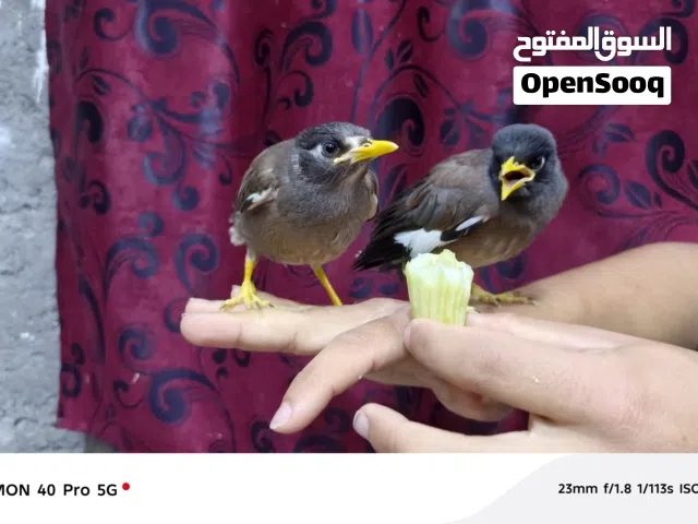 مينات للبيع ثنينهن 40