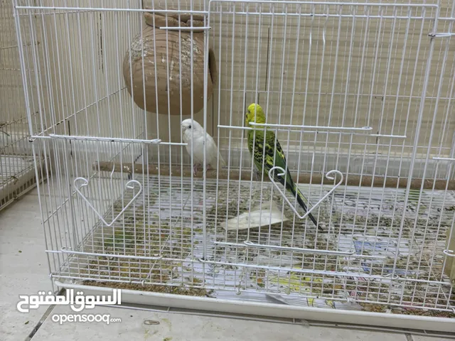 ببغاء أتوصل واتساب