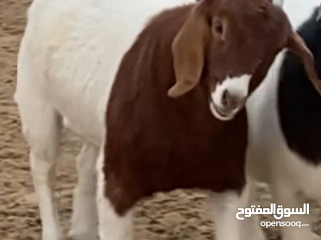 جفره بورقوت صنف دم صافي