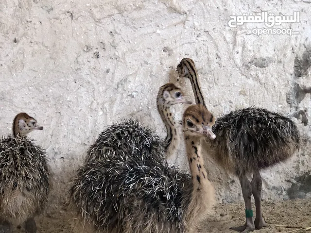 كتكوت نعام