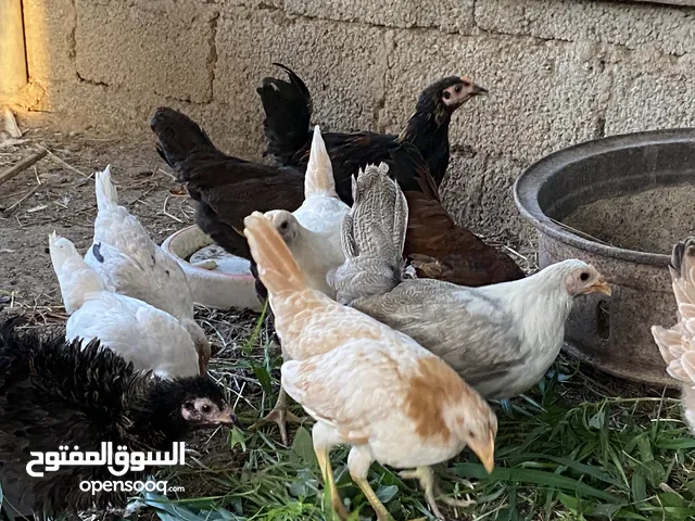 دجاج عماني بياض ودجاج باكستاني ودجاج بولش الاسباني