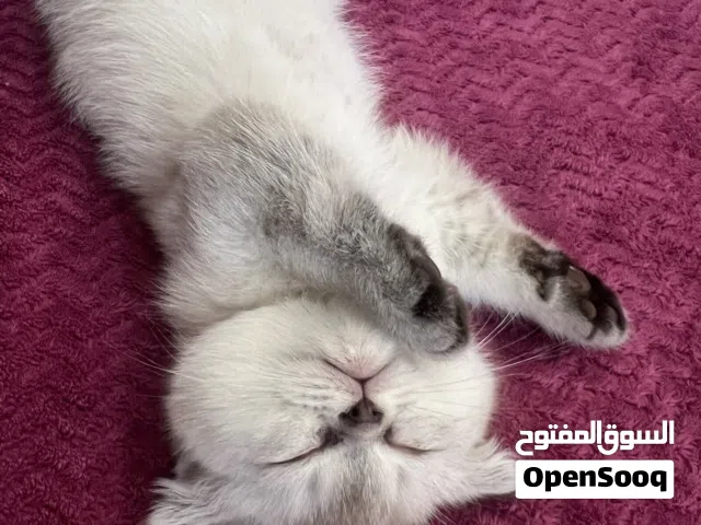 انثى سكوتش فولد مكس شيرازي