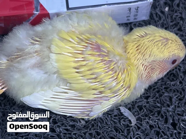 روز اورنج عين حمرا عز ترويض