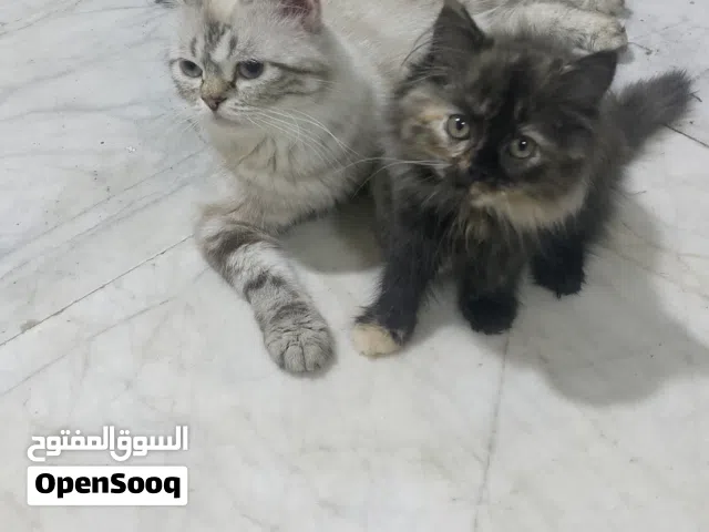 قطط 3 بريش حلوات لعوبات  من ام هملايا والاب بريش