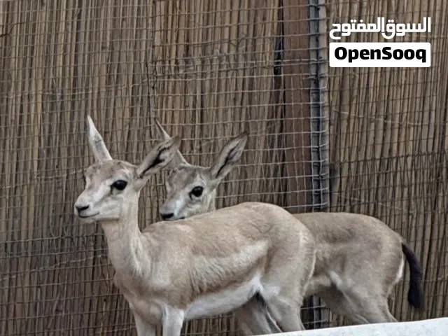 للبيع غزال ذكر