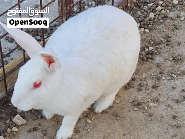 ارانب فرنسيه للبيع