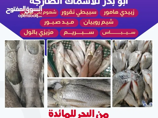 جميع الأسماك تنضيف وتوصيل جميع مناطق الكويت ثقتكم بنا تبدأ من التجربة الاولي
