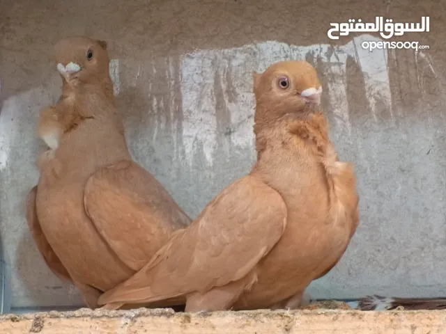 تشكيلة حمام مع جوز انجليزيات صفر نخب