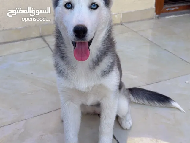 Purebred Siberian Husky Puppy – Blue Eyes, Healthy & Playful & passport