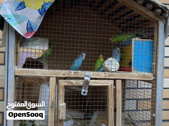 طيور حب وكوكتيل