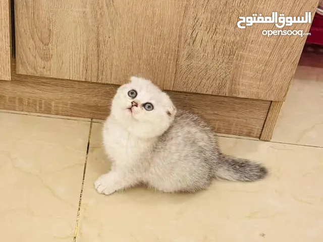 للبيع سكوتش للجادين