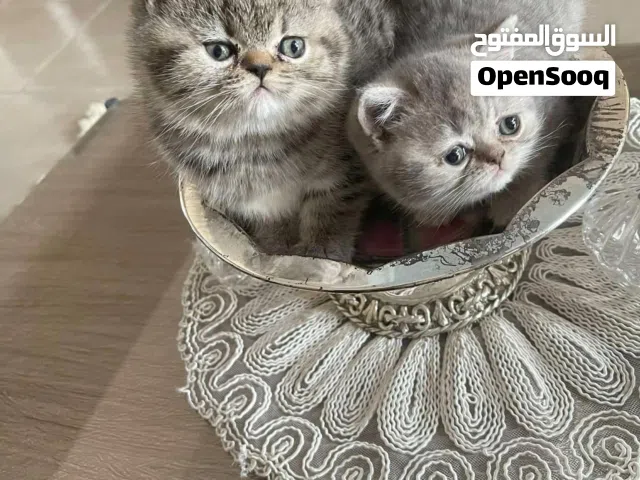 قطط برتش .......