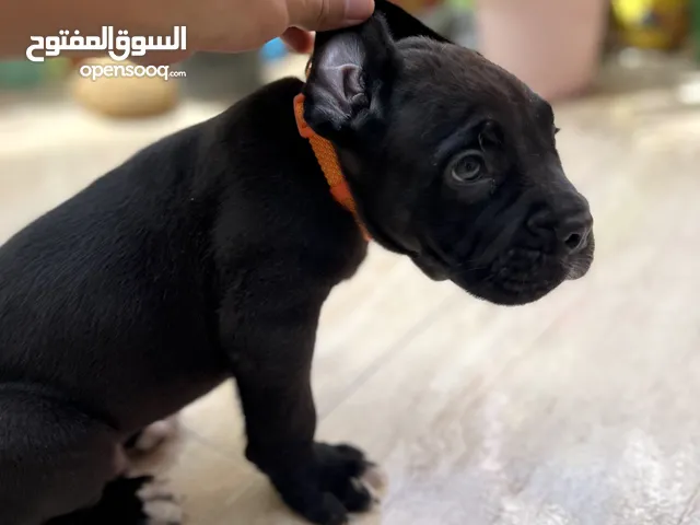 Cane corso كاني كورسو