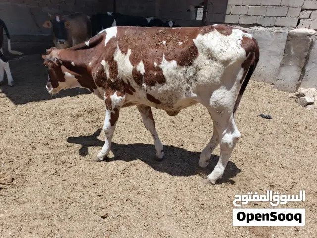 بجرة هولندية ام صرة مركبينهة للبيع بمليون وتسعمية