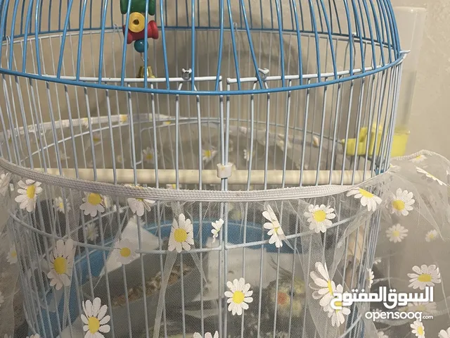 عصفور كوكتيل للبيع