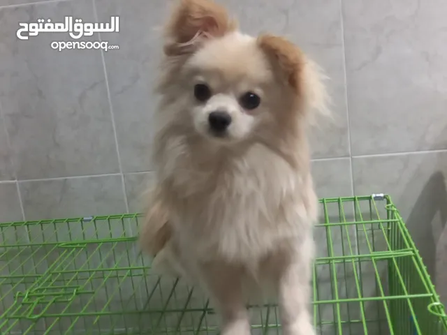 ذكر العمر سنه ( بويكا )