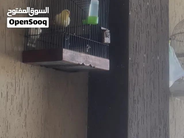 ذكر كناري اوروبي كولستر بومه صفار هايج