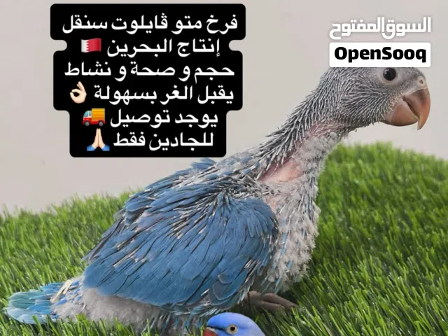 فرخ متو فايلوت