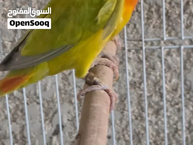 متاح زوج غندور فيشر مع ثلاث افراخ