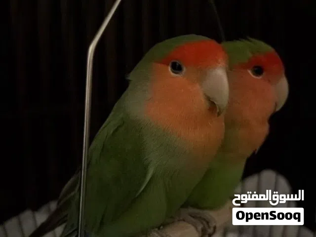 طيور الروز