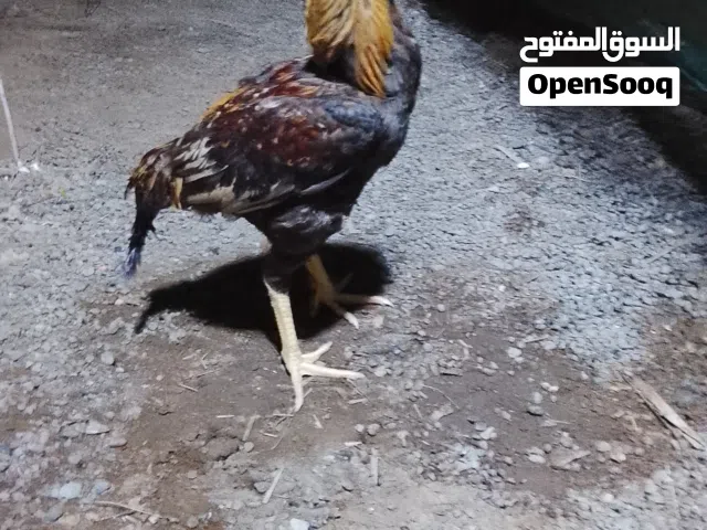 وةةةةممزززززز