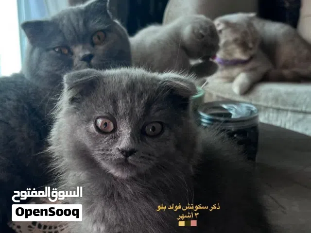 سكوتش فولد لونج هير