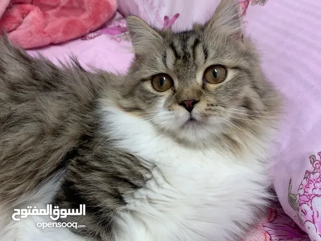 Female Persian cats for free adoption