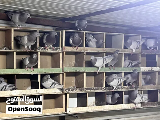 للبيع حمام زاجل و حمام مشكل
