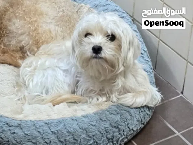 Maltese mini 3 kgs female