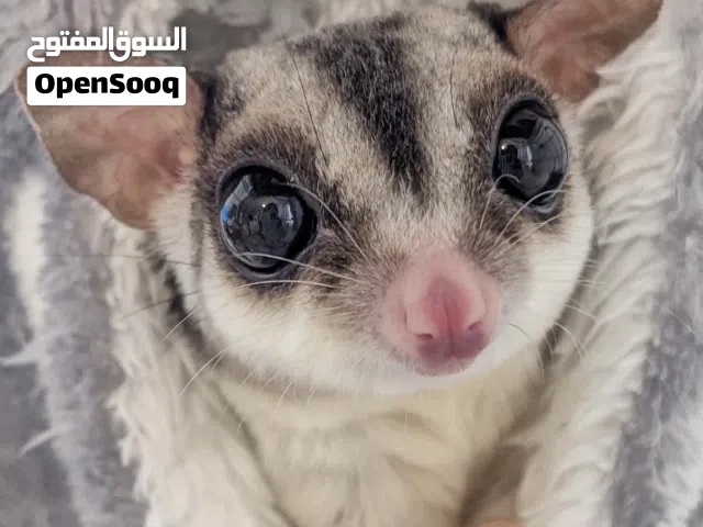 Sugar glider