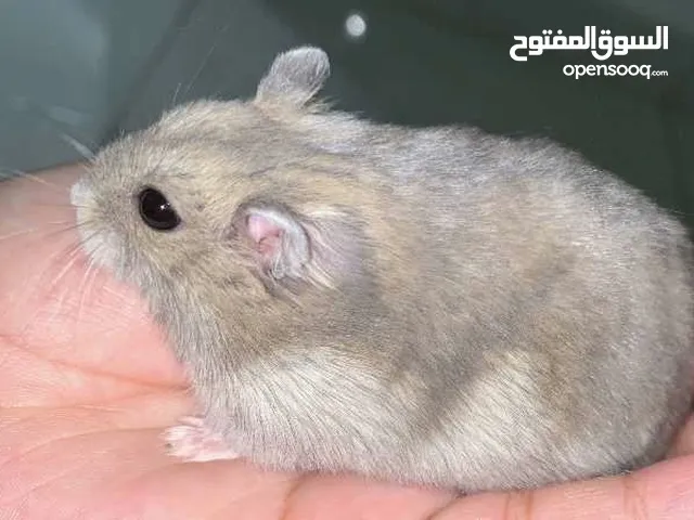 هامستر روسي قزم  Dwarf Russian hamster