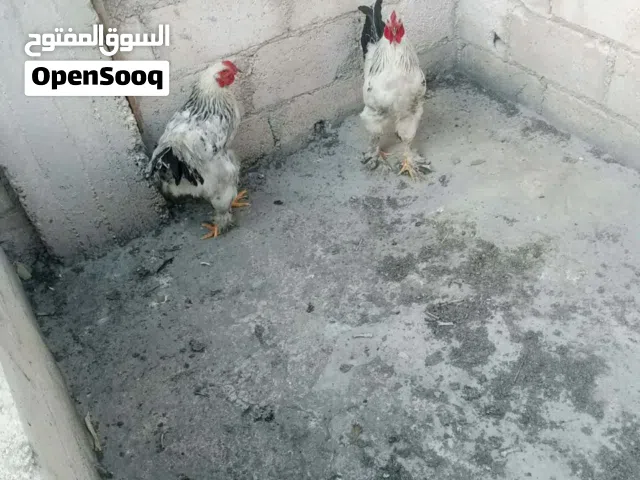 دجاج براهمي للبيع