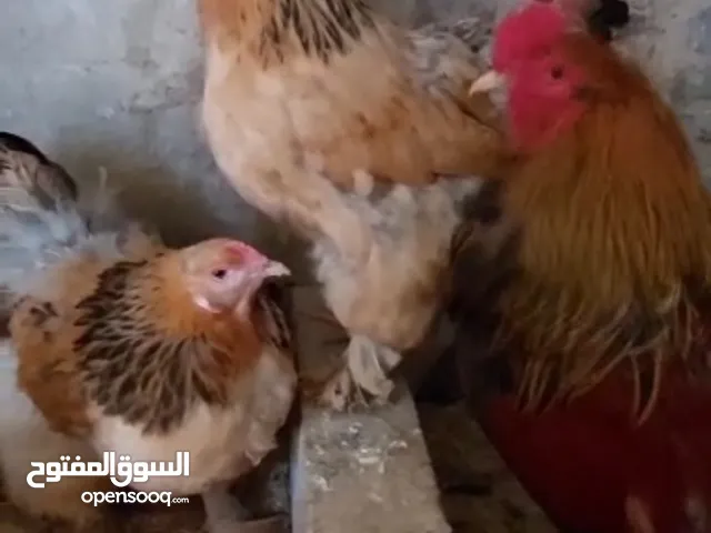 طقم جاج براهما